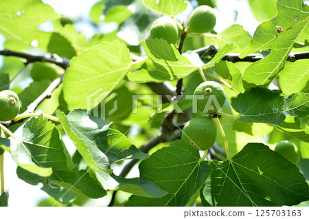 A fig I saw in my neighborhood 125703163