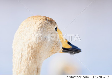 Swans visiting Hokkaido in spring dyed with the pigments of aquatic plants 125703234