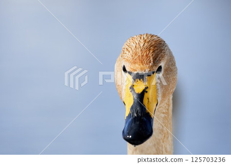 Swans visiting Hokkaido in spring dyed with the pigments of aquatic plants Swans visiting Hokkaido in spring dyed with the pigments of aquatic plants 125703236