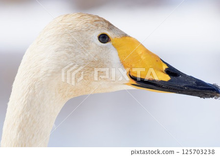 Swans visiting Hokkaido in spring dyed with the pigments of aquatic plants 125703238