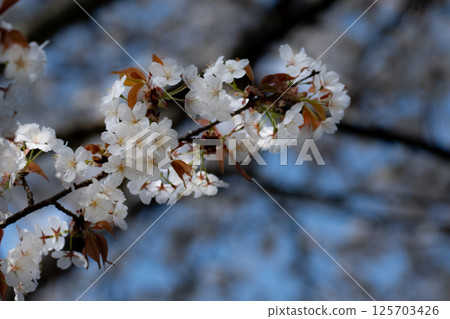 白色野櫻桃樹的特寫鏡頭 白色野櫻桃樹的特寫鏡頭 125703426
