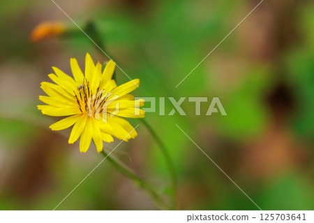 黃石珊瑚花 黃石珊瑚花 125703641