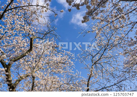 宮城縣大河原町白石川沿岸的藍天和成排的櫻花樹 宮城縣大河原町白石川沿岸的藍天和成排的櫻花樹 125703747