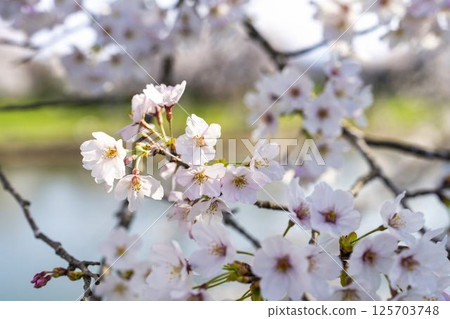 宮城縣大河原町白石川沿岸的藍天和成排的櫻花樹 宮城縣大河原町白石川沿岸的藍天和成排的櫻花樹 125703748