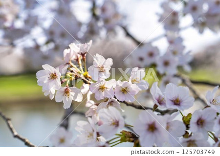 宮城縣大河原町白石川沿岸的藍天和成排的櫻花樹 125703749