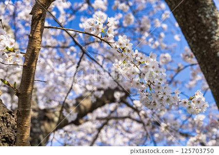 宮城縣大河原町白石川沿岸的藍天和成排的櫻花樹 宮城縣大河原町白石川沿岸的藍天和成排的櫻花樹 125703750
