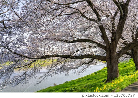 Blue sky and the row of cherry blossom trees along the banks of the Shiraishi River, Ogawara Town, Miyagi Prefecture Blue sky and the row of cherry blossom trees along the banks of the Shiraishi River, Ogawara Town, Miyagi Prefecture 125703757