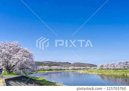 Blue sky and the row of cherry blossom trees along the banks of the Shiraishi River, Ogawara Town, Miyagi Prefecture Blue sky and the row of cherry blossom trees along the banks of the Shiraishi River, Ogawara Town, Miyagi Prefecture 125703760