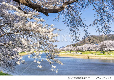 Blue sky and the row of cherry blossom trees along the banks of the Shiraishi River, Ogawara Town, Miyagi Prefecture Blue sky and the row of cherry blossom trees along the banks of the Shiraishi River, Ogawara Town, Miyagi Prefecture 125703773
