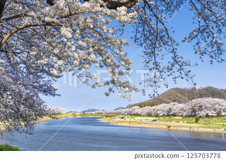 宮城縣大河原町白石川沿岸的藍天和成排的櫻花樹 125703778