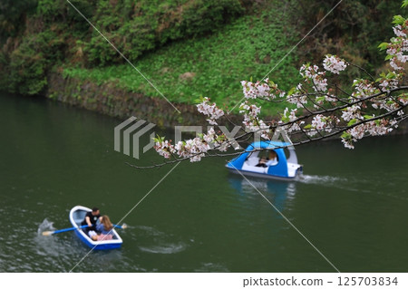 Cherry blossoms and boats at Chidorigafuchi Cherry blossoms and boats at Chidorigafuchi 125703834