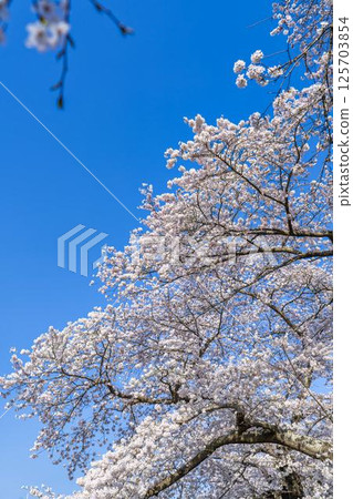 Blue sky and the row of cherry blossom trees along the banks of the Shiraishi River, Ogawara Town, Miyagi Prefecture 125703854