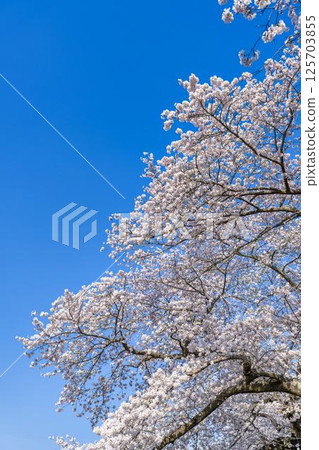 宮城縣大河原町白石川沿岸的藍天和成排的櫻花樹 宮城縣大河原町白石川沿岸的藍天和成排的櫻花樹 125703855