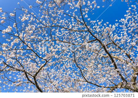 Blue sky and the row of cherry blossom trees along the banks of the Shiraishi River, Ogawara Town, Miyagi Prefecture Blue sky and the row of cherry blossom trees along the banks of the Shiraishi River, Ogawara Town, Miyagi Prefecture 125703871
