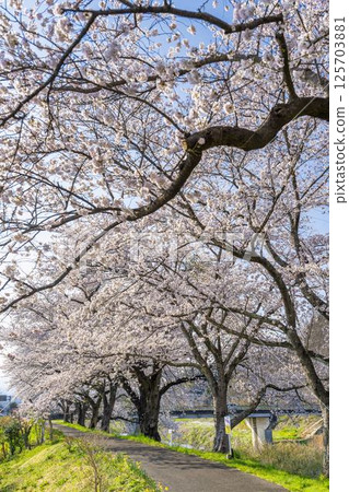 宮城縣大河原町白石川沿岸的藍天和成排的櫻花樹 125703881
