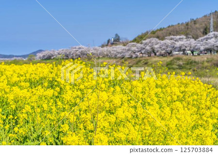 宮城縣大河原町,藍天、白石川河岸、成排的櫻花樹和油菜花 宮城縣大河原町,藍天、白石川河岸、成排的櫻花樹和油菜花 125703884