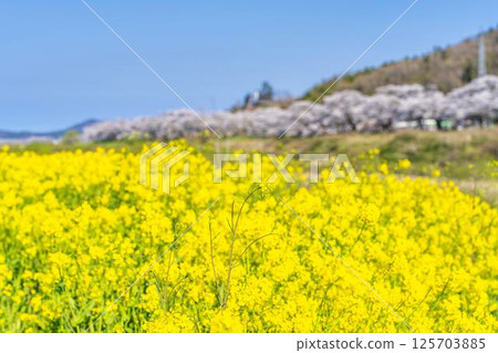 宮城縣大河原町,藍天、白石川河岸、成排的櫻花樹和油菜花 宮城縣大河原町,藍天、白石川河岸、成排的櫻花樹和油菜花 125703885