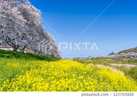 宮城縣大河原町,藍天、白石川河岸、成排的櫻花樹和油菜花 宮城縣大河原町,藍天、白石川河岸、成排的櫻花樹和油菜花 125703888