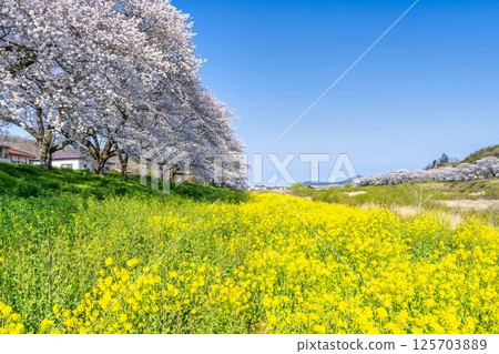宮城縣大河原町,藍天、白石川河岸、成排的櫻花樹和油菜花 宮城縣大河原町,藍天、白石川河岸、成排的櫻花樹和油菜花 125703889