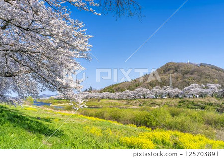 Blue sky and the Shiraishi River bank, rows of cherry blossom trees and rape blossoms, Ogawara Town, Miyagi Prefecture 125703891