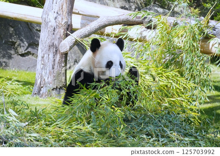 Giant panda eating moth Giant panda eating moth 125703992