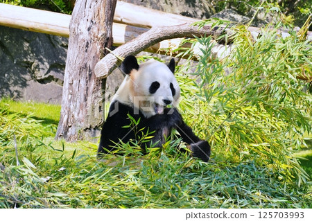 Giant panda eating moth 125703993