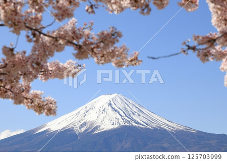 Sakura and Mt. Fuji 125703999