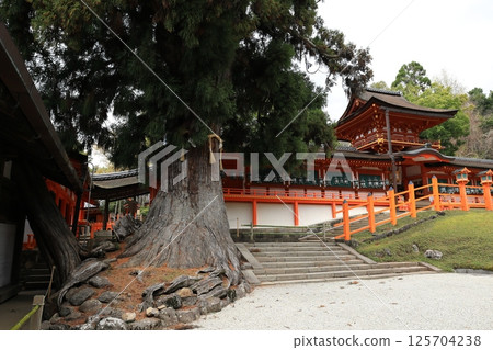 Large cedar tree at Kasuga Taisha Shrine in Nara Prefecture 125704238