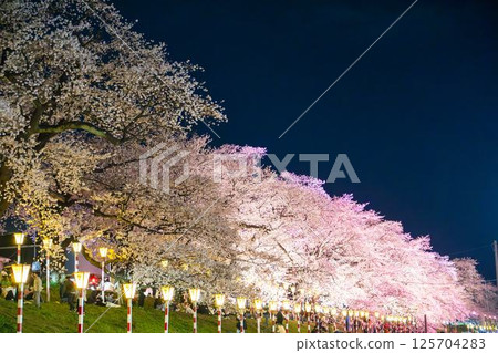 Illuminated 1000 cherry blossoms on the Shiroishi River, Okawaramachi, Miyagi Prefecture 125704283