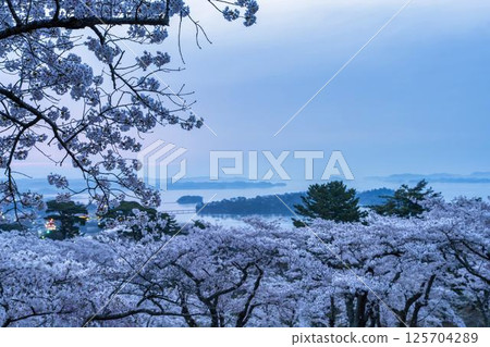 宮城縣松島町西行莫東之松公園和松島灣的櫻花 125704289