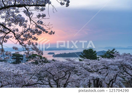 Cherry blossoms at Saigyo-Modoshi-no-matsu Park and Matsushima Bay, Matsushima Town, Miyagi Prefecture 125704290