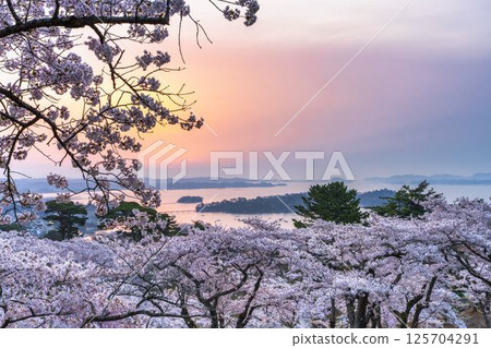 宮城縣松島町西行莫東之松公園和松島灣的櫻花 125704291