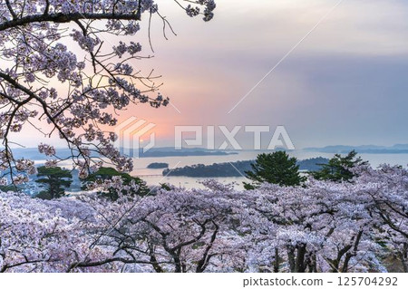 Cherry blossoms at Saigyo-Modoshi-no-matsu Park and Matsushima Bay, Matsushima Town, Miyagi Prefecture 125704292