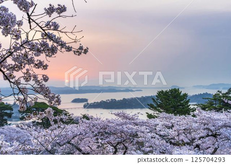Cherry blossoms at Saigyo-Modoshi-no-matsu Park and Matsushima Bay, Matsushima Town, Miyagi Prefecture Cherry blossoms at Saigyo-Modoshi-no-matsu Park and Matsushima Bay, Matsushima Town, Miyagi Prefecture 125704293