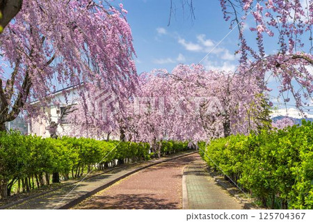 福島縣北方縣日中線沿線的春季垂枝櫻花 福島縣北方縣日中線沿線的春季垂枝櫻花 125704367