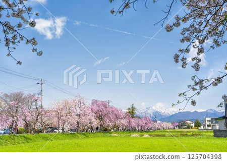 Spring weeping cherry trees along the Nicchu Line in Kitakata, Fukushima Prefecture 125704398