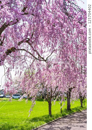 福島縣北方縣日中線沿線的春季垂枝櫻花 125704402