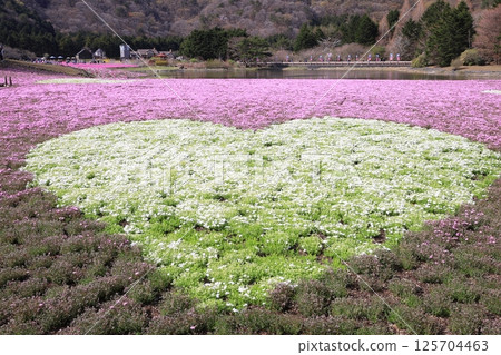 Heart-shaped flower field 125704463