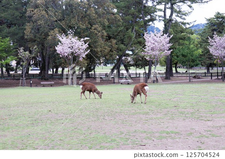 奈良縣奈良市天然紀念物奈良公園的鹿 奈良縣奈良市天然紀念物奈良公園的鹿 125704524