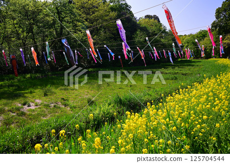 清爽五月鯉魚旗 清爽五月鯉魚旗 125704544