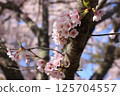 Cherry tree in full bloom  125704557