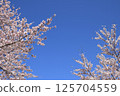 Cherry tree in full bloom  125704559