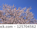 Cherry tree in full bloom  125704562