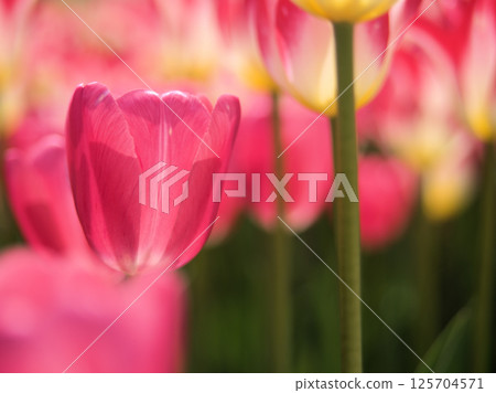 四月盛開的彩色粉紅色鬱金香“茜茜公主” 125704571