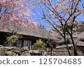 Old private house and cherry blossoms 125704685