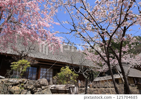 Old private house and cherry blossoms 125704685