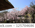 Old private house and cherry blossoms 125704686