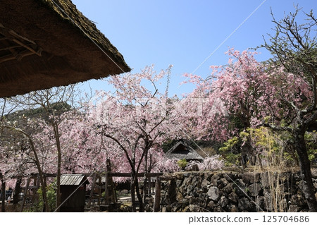 Old private house and cherry blossoms 125704686