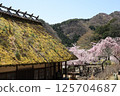 Old private house and cherry blossoms 125704687