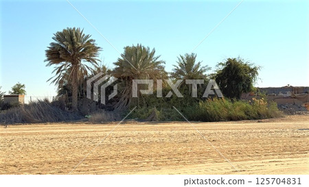 Palms stretch across horizon as golden sand surrounds dense palms, palms highlight resilience, desert balance, and oasis rhythm shaping regional nature and climate boundaries. Palms stretch across horizon as golden sand surrounds dense palms, palms highlight resilience, desert balance, and oasis rhythm shaping regional nature and climate boundaries. 125704831